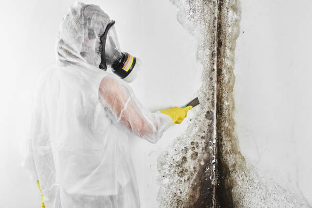 Best Commercial Mold Removal  in Cherryville, NC