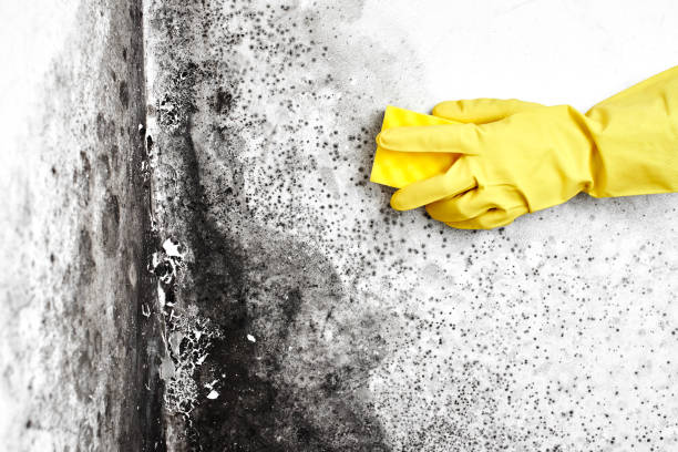 Best Affordable Mold Removal  in Cherryville, NC