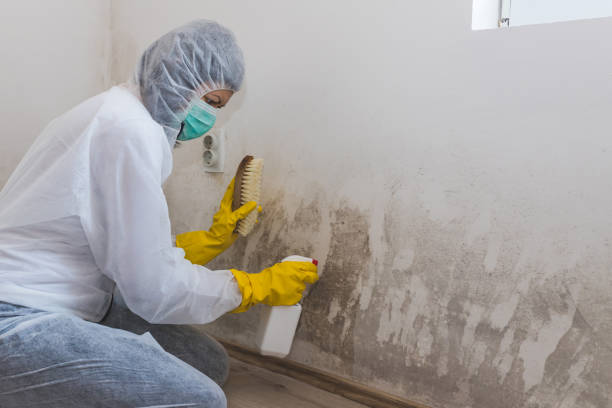 Best Certified Mold Removal  in Cherryville, NC
