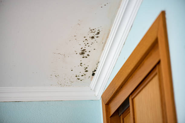 Best Mold Damage Repair  in Cherryville, NC