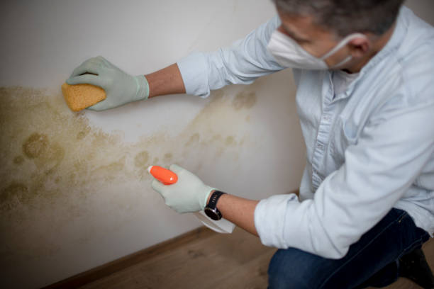 Best Black Mold Removal  in Cherryville, NC