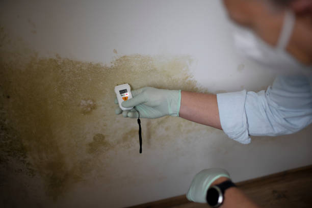 Best Mold Testing and Removal  in Cherryville, NC