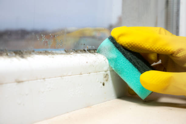 Best Local Mold Removal Service  in Cherryville, NC
