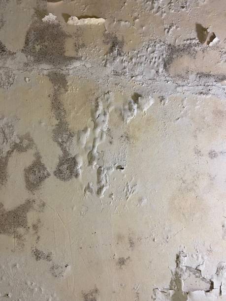 Best Emergency Mold Removal  in Cherryville, NC