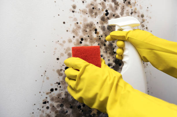 Best Mold Testing  in Cherryville, NC