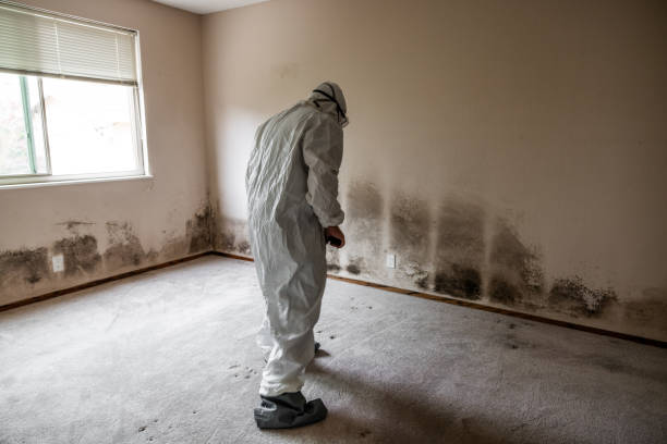 Best Fast Mold Removal  in Cherryville, NC