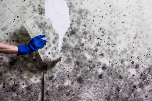 Best Water Damage Restoration  in Cherryville, NC